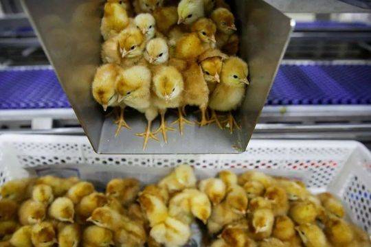 《粤港澳大湾区仲裁员名册准则》已发布。截图4