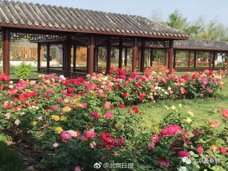 冷锋即将到来，北京已发布蓝风预警。截图3