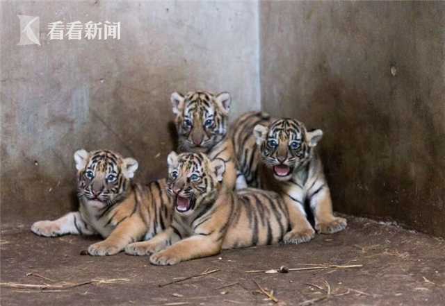 专题报道：灯火辉煌，洋溢团圆情谊——香港举办元宵灯会庆祝中秋佳节截图1