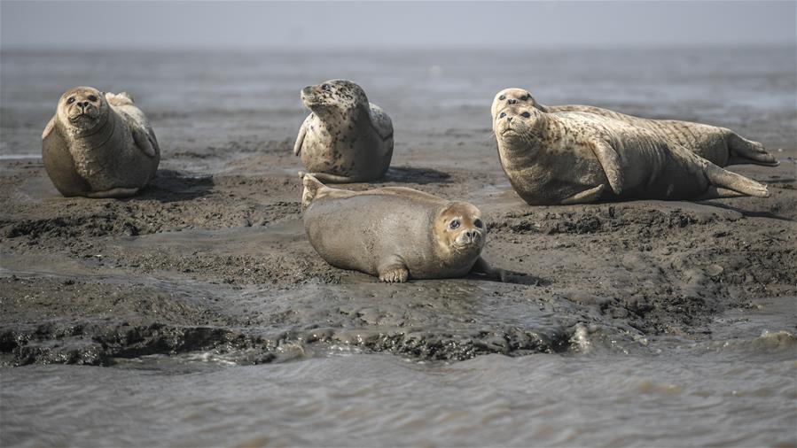 岛屿和珊瑚礁的淡水来自哪里？（延伸阅读）截图3