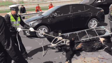 澳门国际巡游：一场文化盛宴截图1