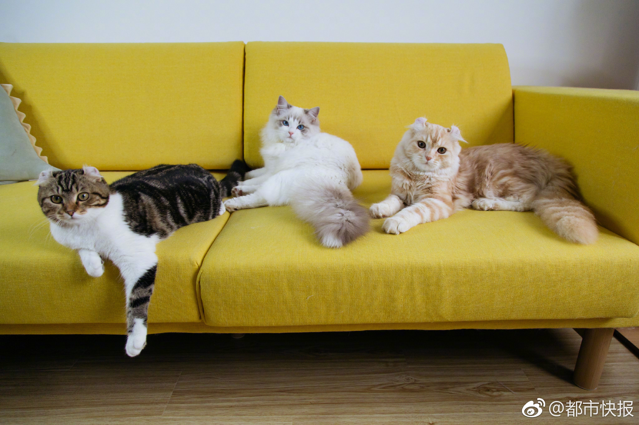 澳门跨境电子商务行业首次探索葡萄牙和法国的商机。截图1