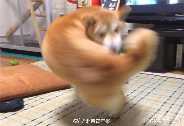 火影之隐世遗孤