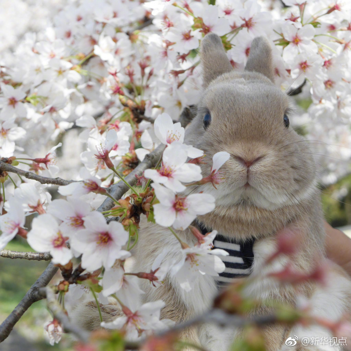 建立多层次的新能源消费和调控体系截图4