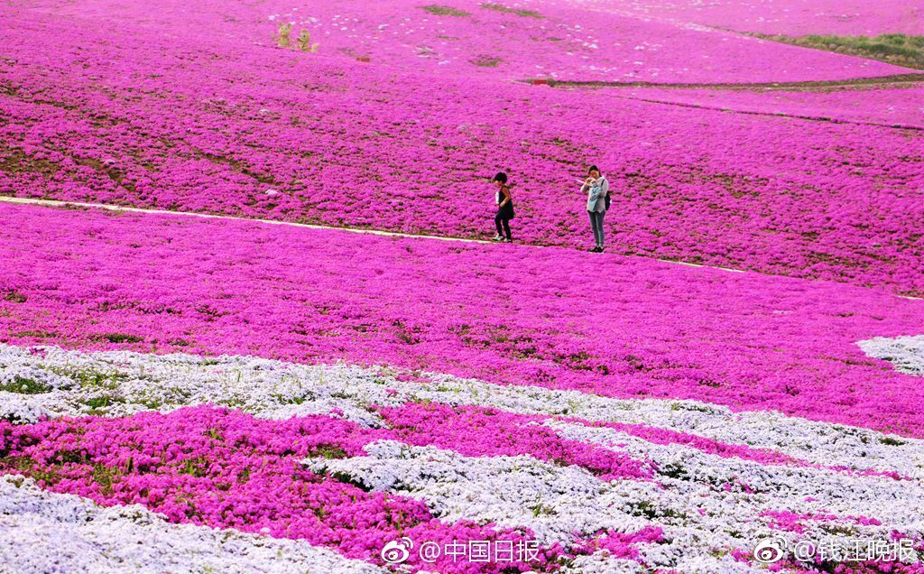北京发布道路结冰黄色预警截图0