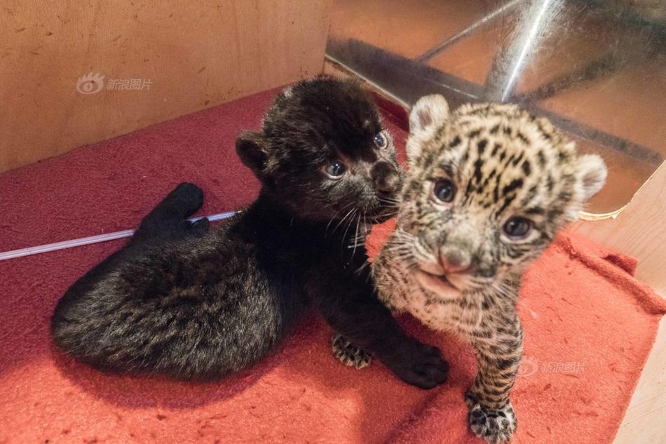 法国羽毛球公开赛：冯彦哲和黄东平赢得混双冠军截图0