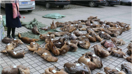 澳门特别行政区政府总部连续两天向公众开放。截图2