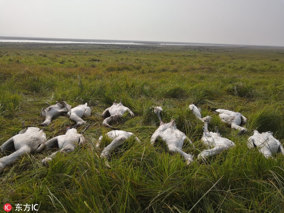 第十二届北京香山论坛直击全球安全热点截图2