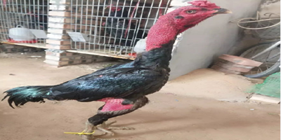 综述：推动国安教育 守护共同家园——香港国家安全教育走深走实截图4