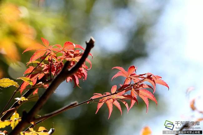 为加快智慧农业发展，四个部门发布了《2025年数字农村发展重点任务》。截图4