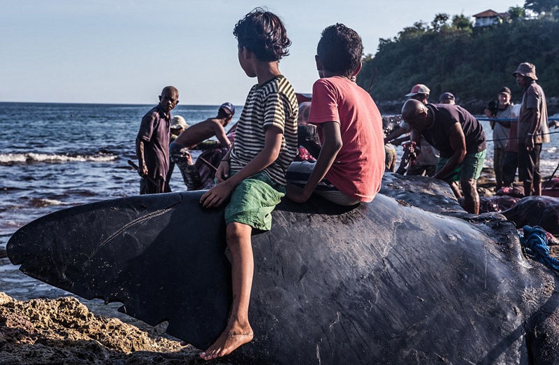 《中国生态警务发展研究报告》发布，并在北京举办了学术研讨会。截图4