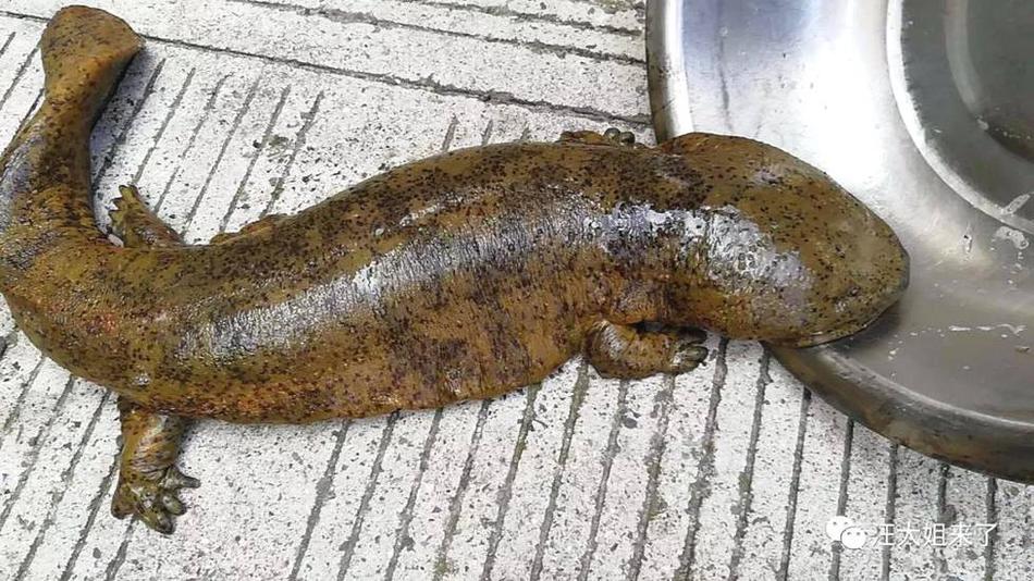 全运会 | 张占硕第五次获得金牌；王顺获得个人第19枚全运会金牌截图0