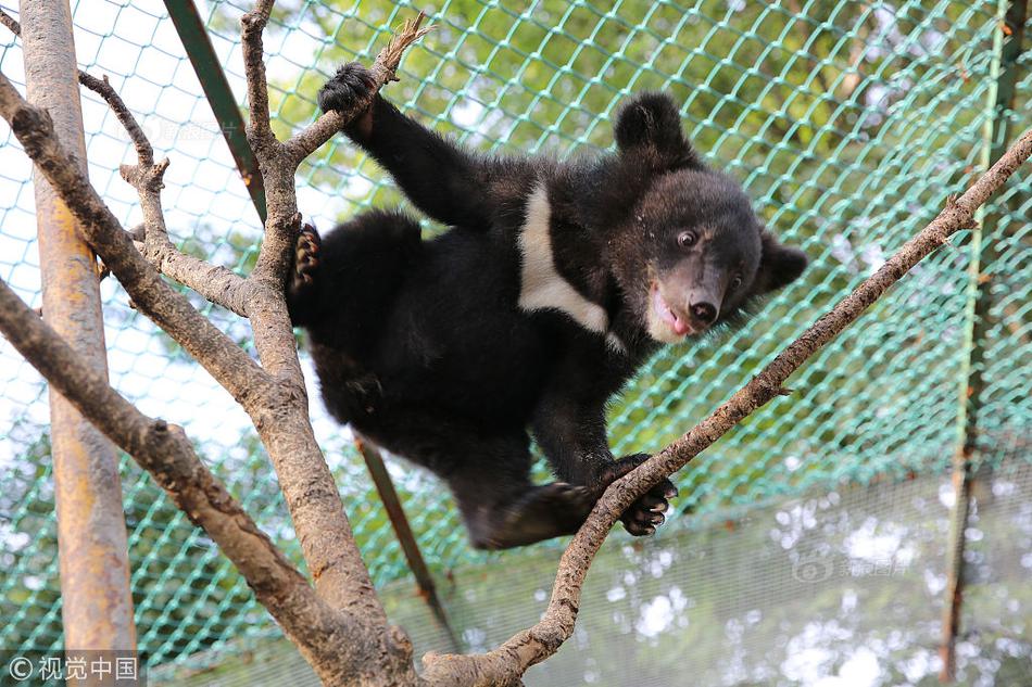 深情没有市场，军师亲自登场