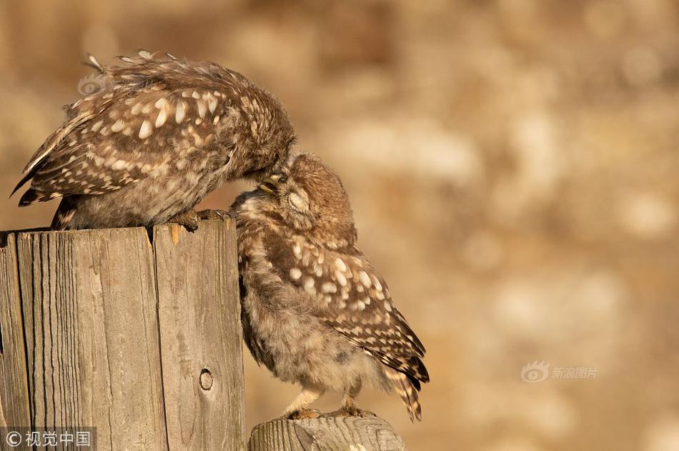 香港故事 | 追逐梦想，成就辉煌——内地教练在香港追逐梦想截图2