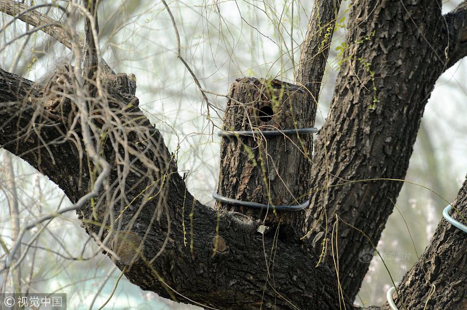 借助数字化“顺风”，展现乡村的新面貌截图3