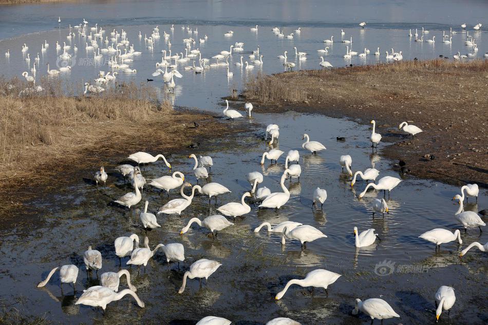 香港捐赠20吨救灾物资援助缅甸灾民。截图4