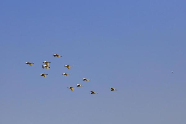 中国民间文学选集出版工程已出版117卷。截图1