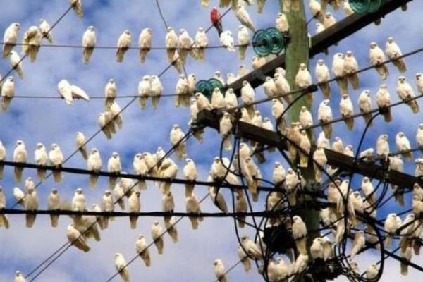 我的御兽不可能是魔神