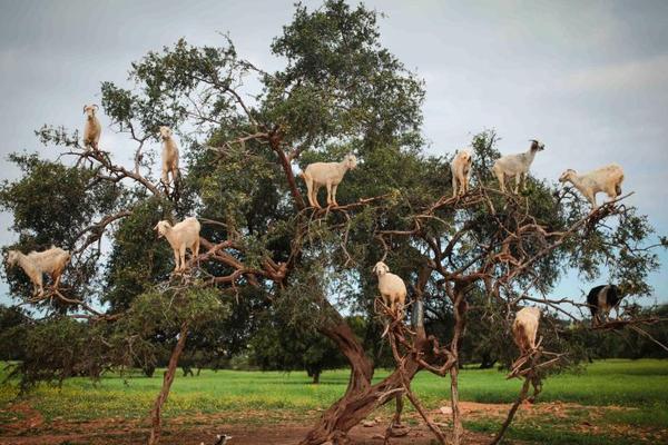 张咏梅代表：构建协同育人教育体系截图3