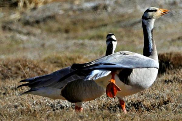 2025年梧州孔子文化周在浙江盘安开幕，该活动充满了千年儒家传统。截图0