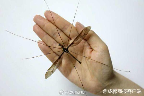 岑浩辉视察澳门第十五届全国运动会和全国残奥会的场馆和设施。截图4