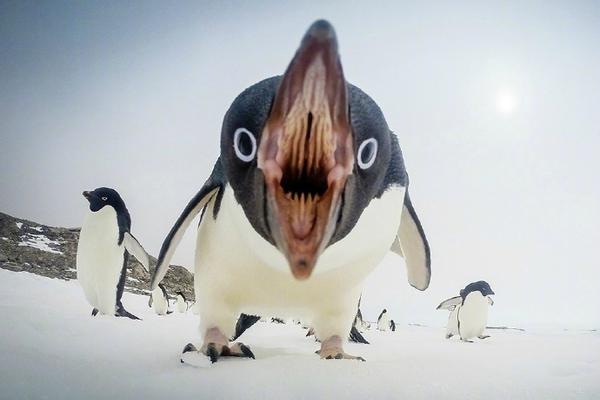 澳门已将某些商家指定为“百年老店”、“专卖店”和“特级店”。截图1