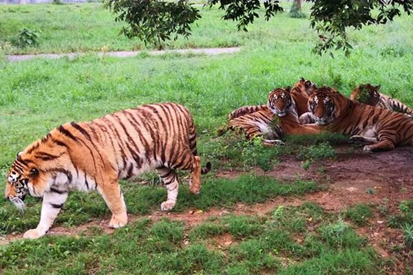 我的成就有点抽象