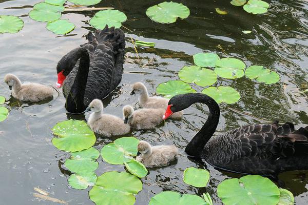 记者手记：重返香港：城市复苏与重生的交响曲截图4