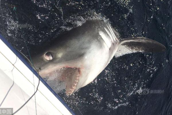 借助数字化“顺风”，展现乡村的新面貌截图2