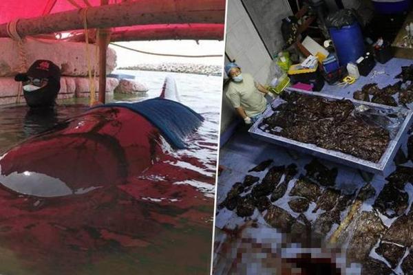 第十二届北京香山论坛今日拉开帷幕截图3