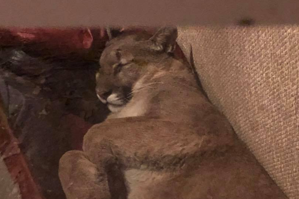 全职法师之养猪专业户