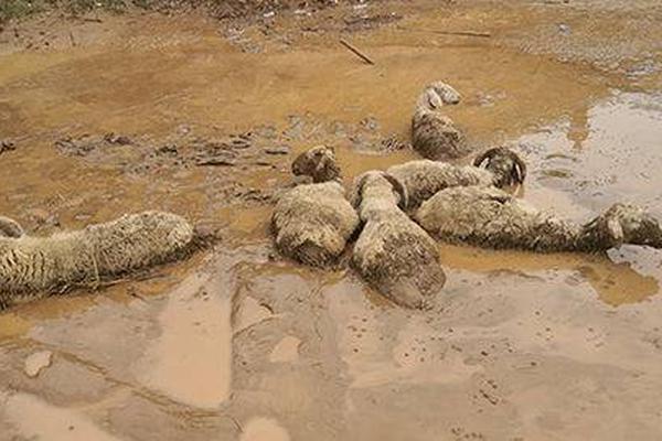 澳门举行第二十届佛诞嘉年华系列活动截图1