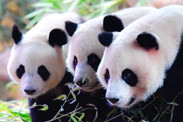 第一手观察 _ 人才引擎正在加速产业与人才的融合，创造新的活力。截图4