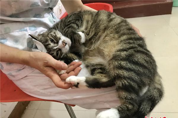 从非物质文化遗产保护到文化旅游融合，中外学者探讨了西藏优秀传统文化的传承与发展。截图3