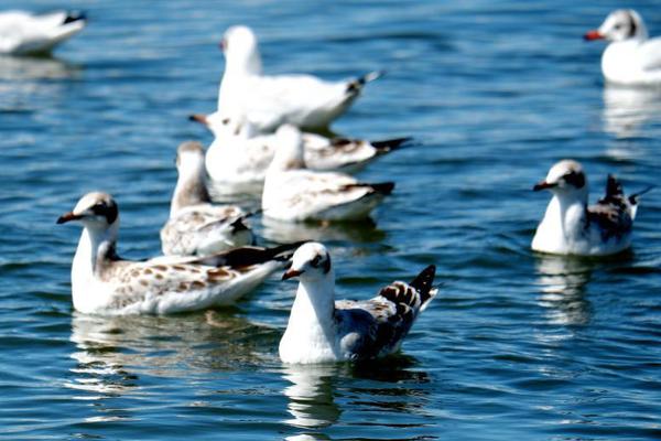 恶毒女配在娃综被崽反向贴贴