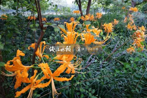 2025年全国退休科技工作者节将展现“金色精神”。截图0