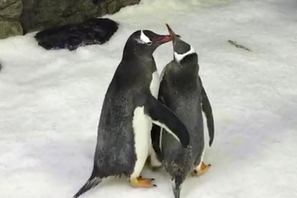 做一个优秀的集体经济管理者。截图4