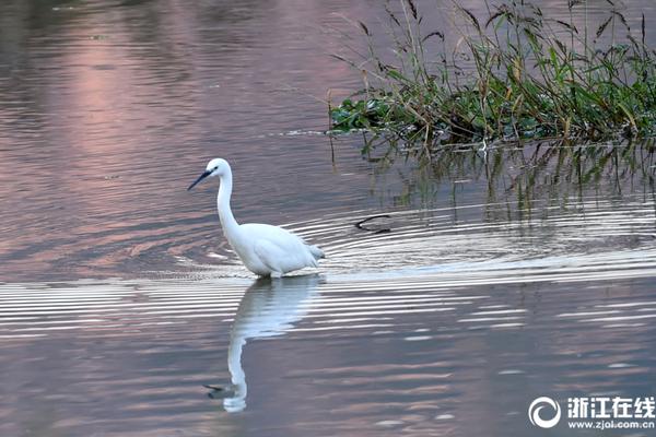 澳门首辆纯电动巴士投入运营，进一步提升南光城铁的绿色公共交通系统。截图2