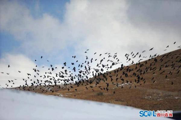 国防部：“和平与友谊”联合演习已成为军事合作的重要品牌。截图4