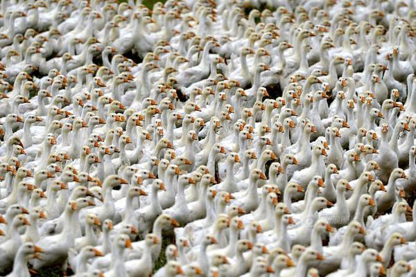 第十五届全国运动会 | 跨境马拉松无缝通关：深化粤港澳大湾区一体化截图3