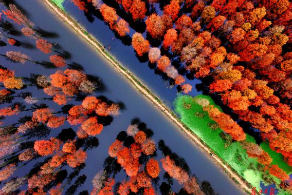 农业机械在小麦收割中展现了其价值。截图0