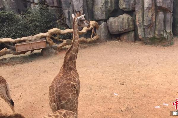 为加快智慧农业发展，四个部门发布了《2025年数字农村发展工作重点》。截图4