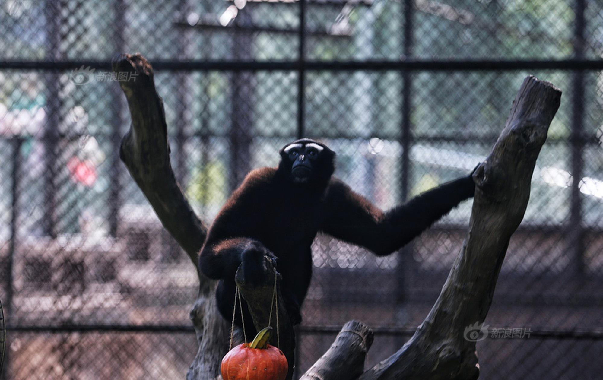 梁玉荣在全国残奥会滚球比赛中获得“大满贯”。截图3