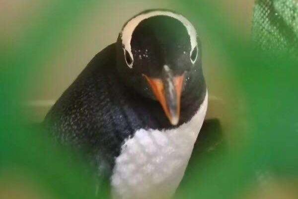 中央财政经济委员会相关官员表示，预计2025年经济增长率将达到5%左右。截图3