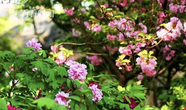 澳门再次启动“文化融入社区”活动。截图1