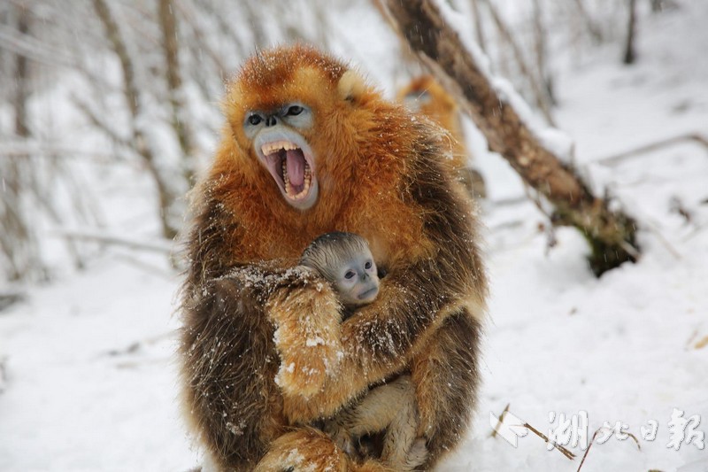 中秋节活动成为公园游览的一大亮点。截图3