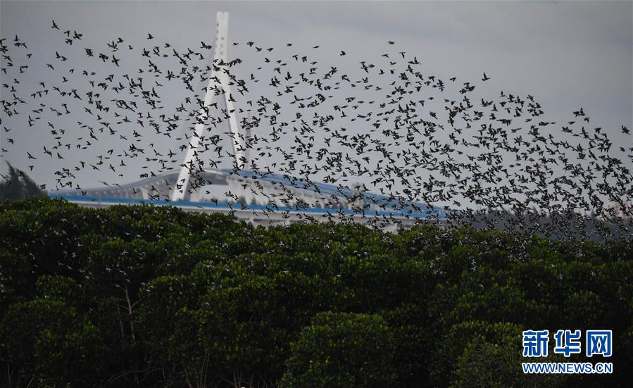 国防部：台湾当局甘愿充当“棋子”，但最终却沦为“弃子”。截图0