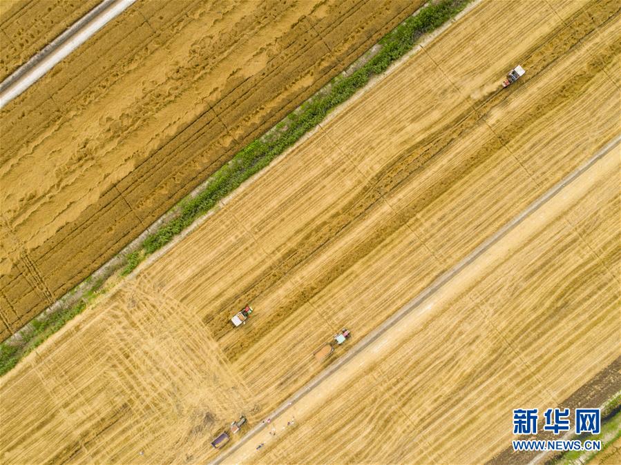 机器轰鸣，小麦散发出甜香。截图2