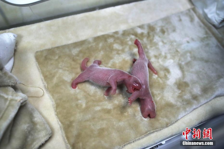 探索智慧农业的巨大潜力截图4