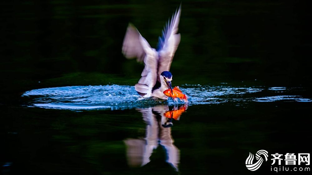 苟在妖武乱世修仙